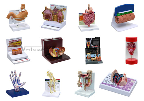 Custom Anatomical Models